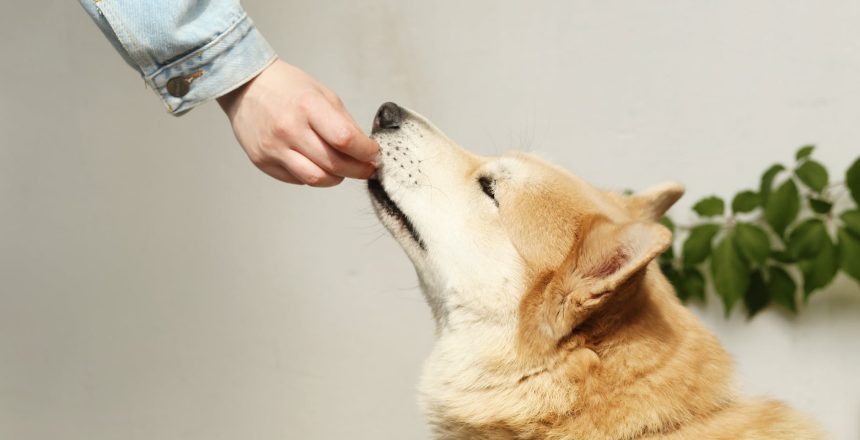 person feeding a pet dog